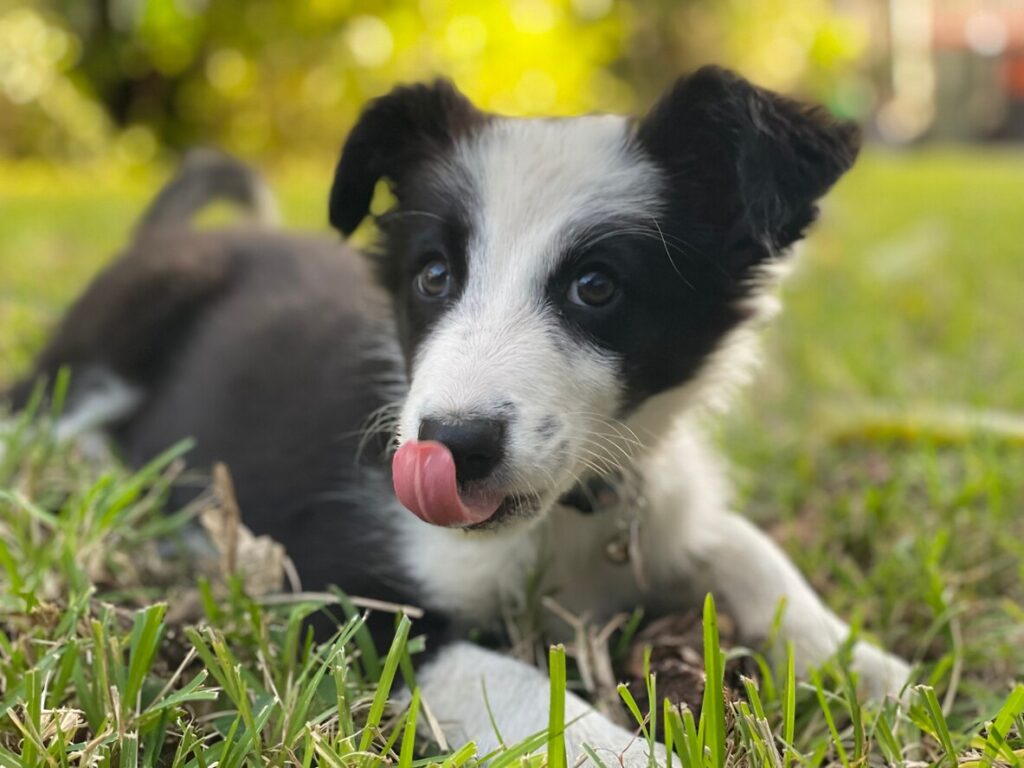 border collie puppy lying in grass and licking their lips
