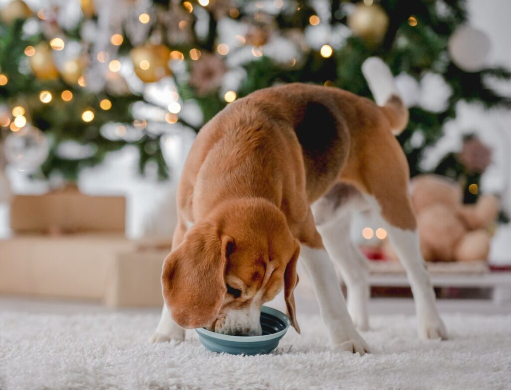 beagle dog eating fro