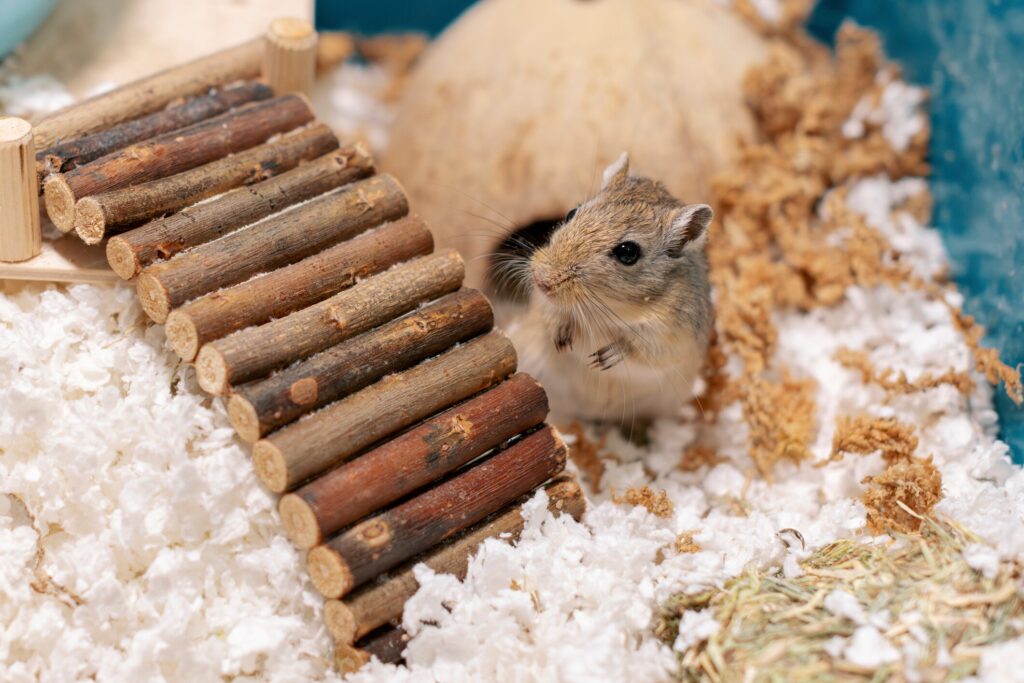 gerbil care guide; a gerbil sits happily in his enclosure.