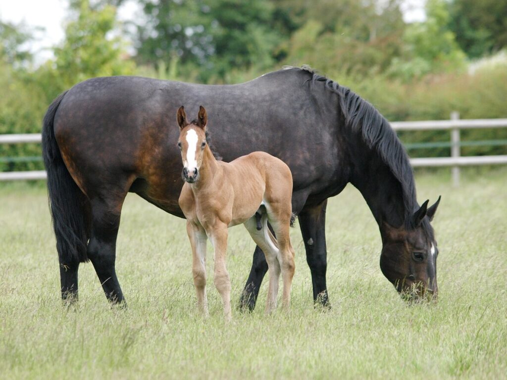 Mare and foal