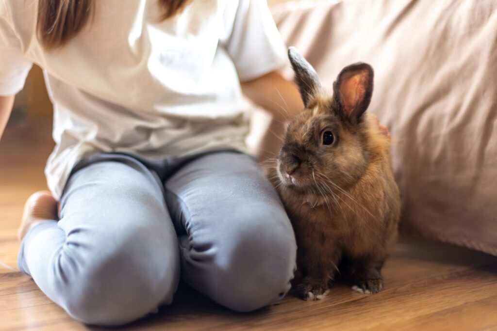 How to care for a pet rabbit: A girl sits lovingly beside her pet rabbit.