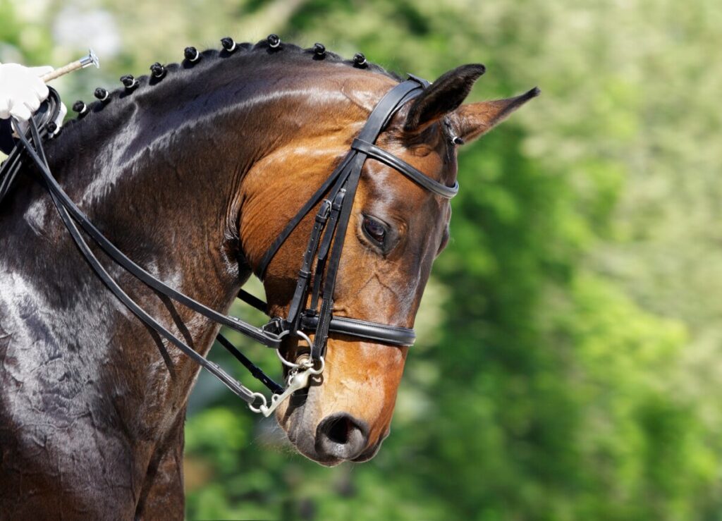 Dressage horse