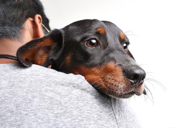 brown and black dachshund looking over shoulder while being held