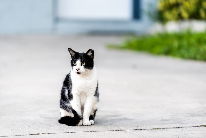 black and white community cat sitting outside with an ear tip marking