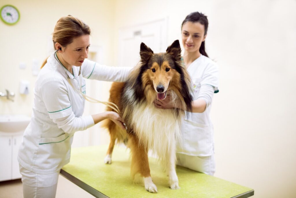 collie-on-table-for-vet-exam