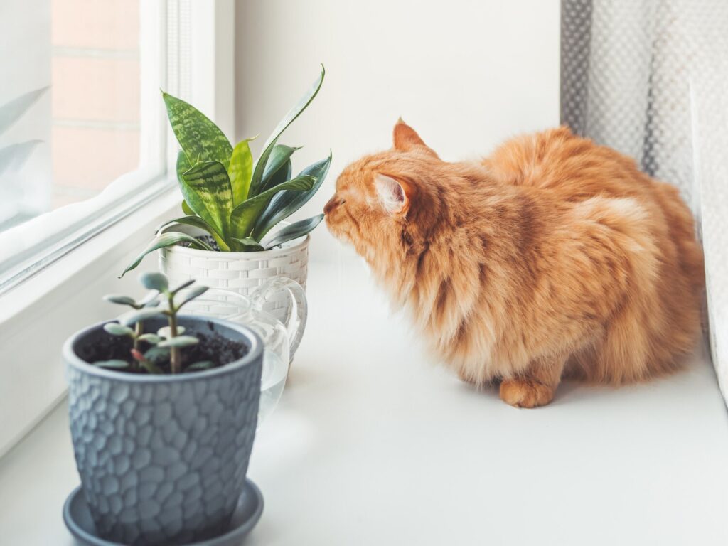 cat-sniffing-indoor-plant
