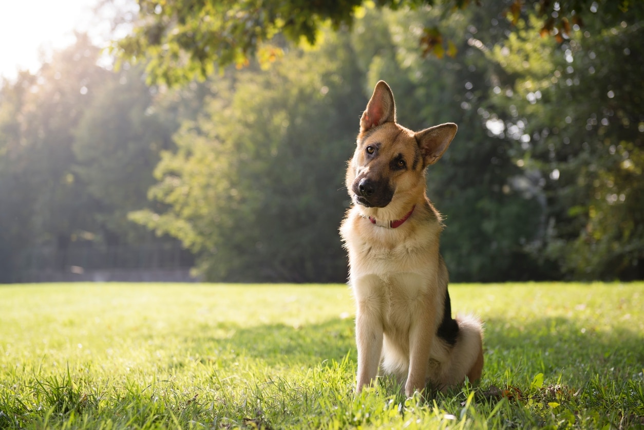 german shepherd tilting his head and sitting in grass