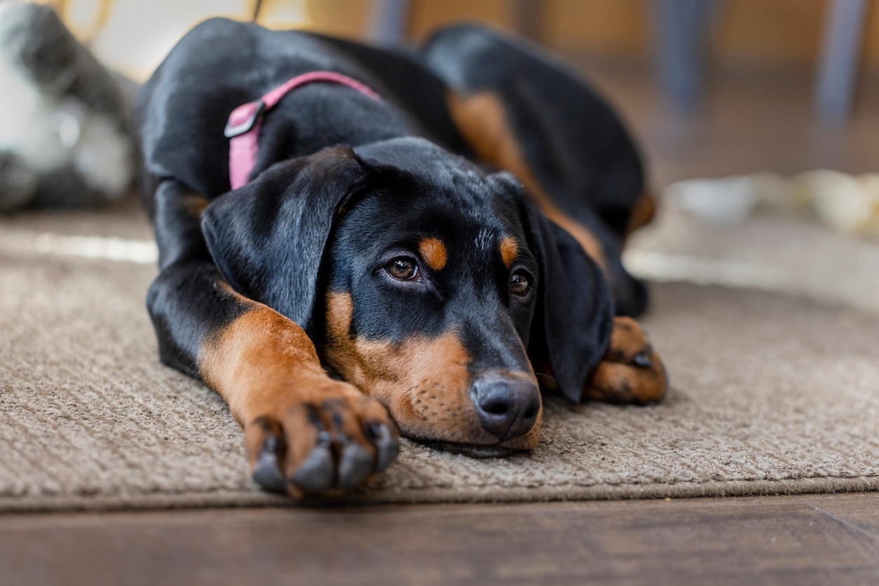 doberman puppy wearing a pink harness lying on carpet