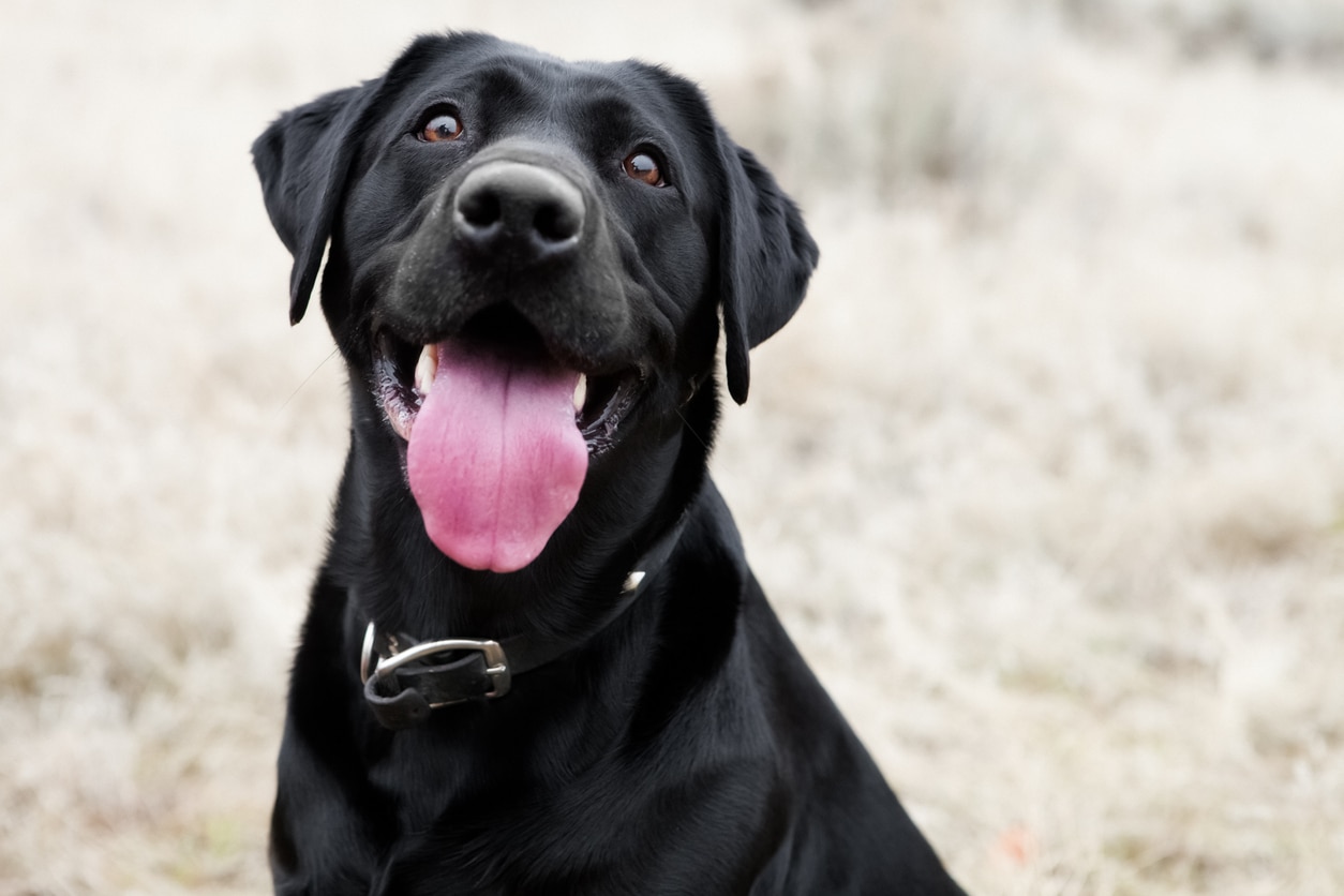black labrador retriever smiling at the camera