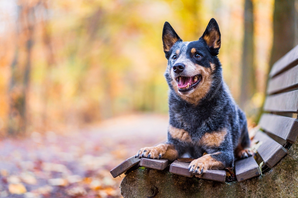 merle australian cattle dog lying on a park bench