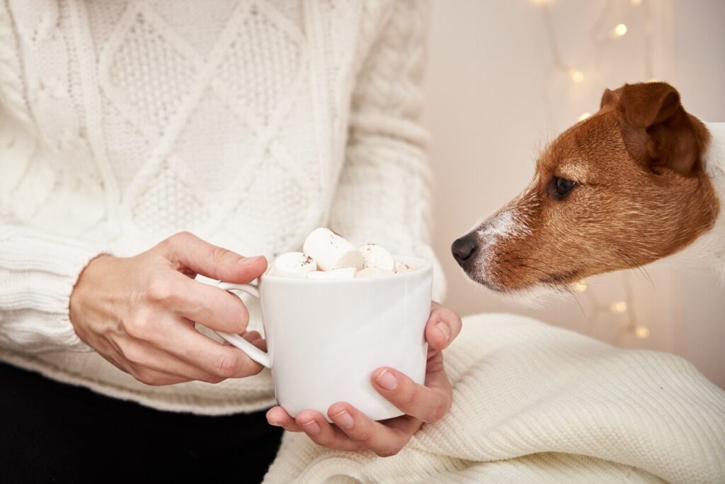 jack russell terrier looking intently at a mug of hot cocoa with marshmallows