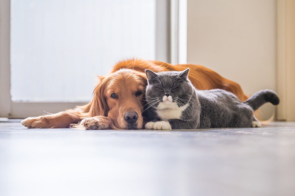 golden retriever snuggling with a gray and white cat