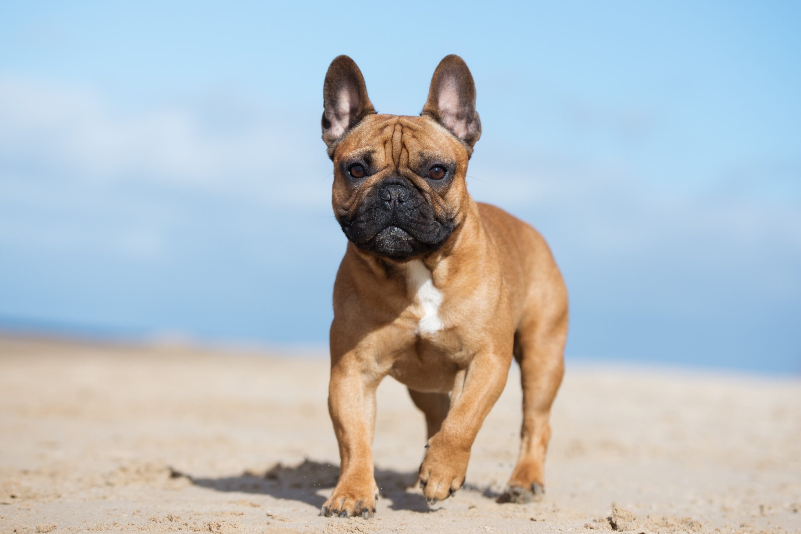 brown french bulldog, the most popular dog breed, walking on a sandy beach