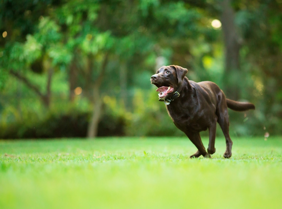 chocolate labrador retriever, one of the most popular dog breeds, running in a park