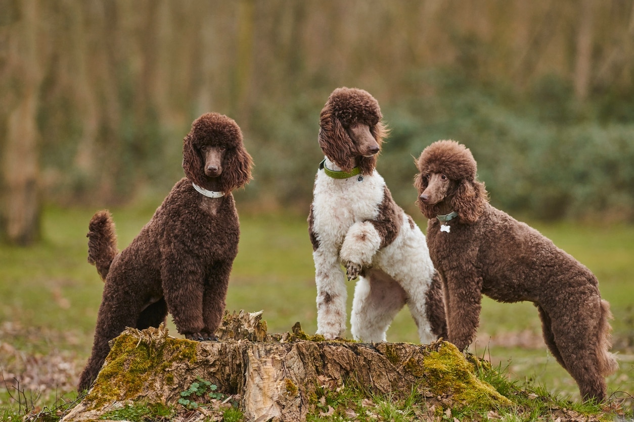 three brown and white standard poodles, one of the most popular dog breeds, standing outside
