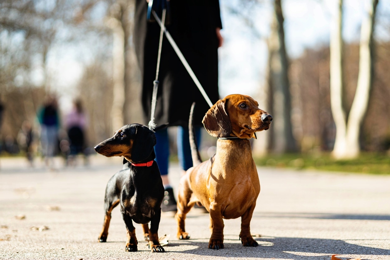 one brown and one black dachshund, one of the most popular dog breeds, walking on leashes