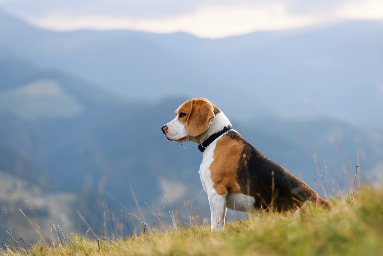 tricolor beagle, a popular dog breed, sitting in front of a mountain landscape