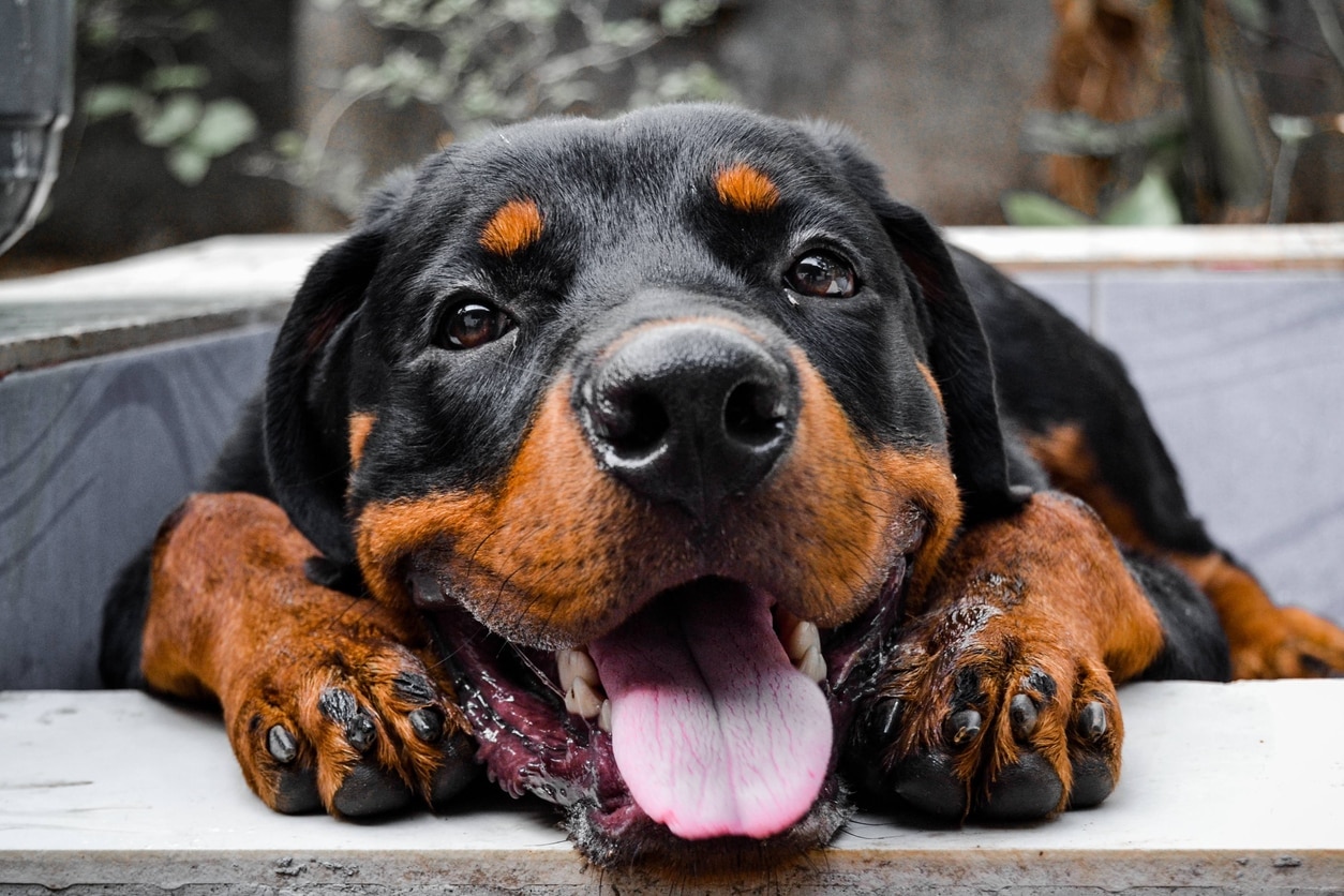 close-up of a big brown and black rottweiler head, which is one of the most popular dog breeds