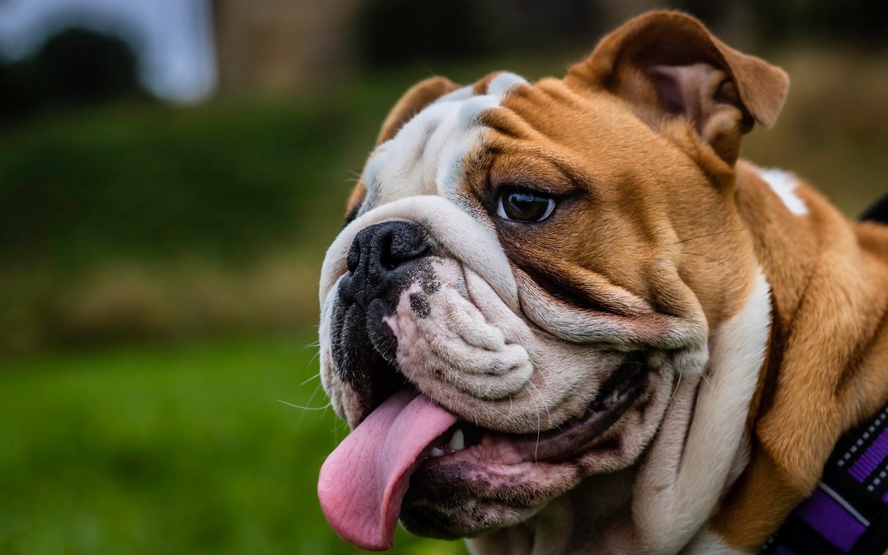 close-up of a brown and white english bulldog, a popular dog breed