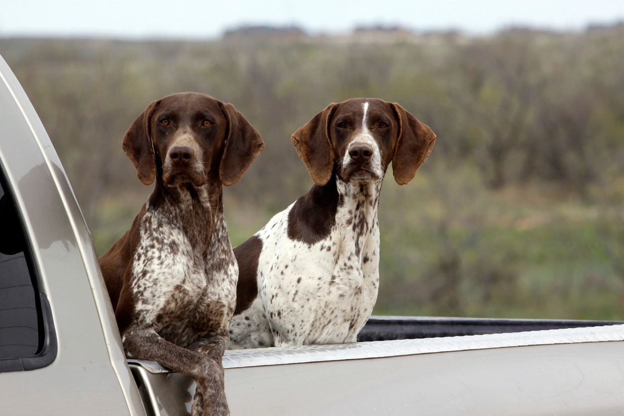 two brown and white flecked german shorthaired pointers, a popular dog breed standing in a truck bed