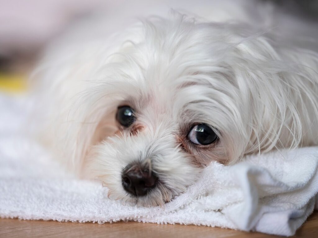 close-up of a white dog with tear stains lying down