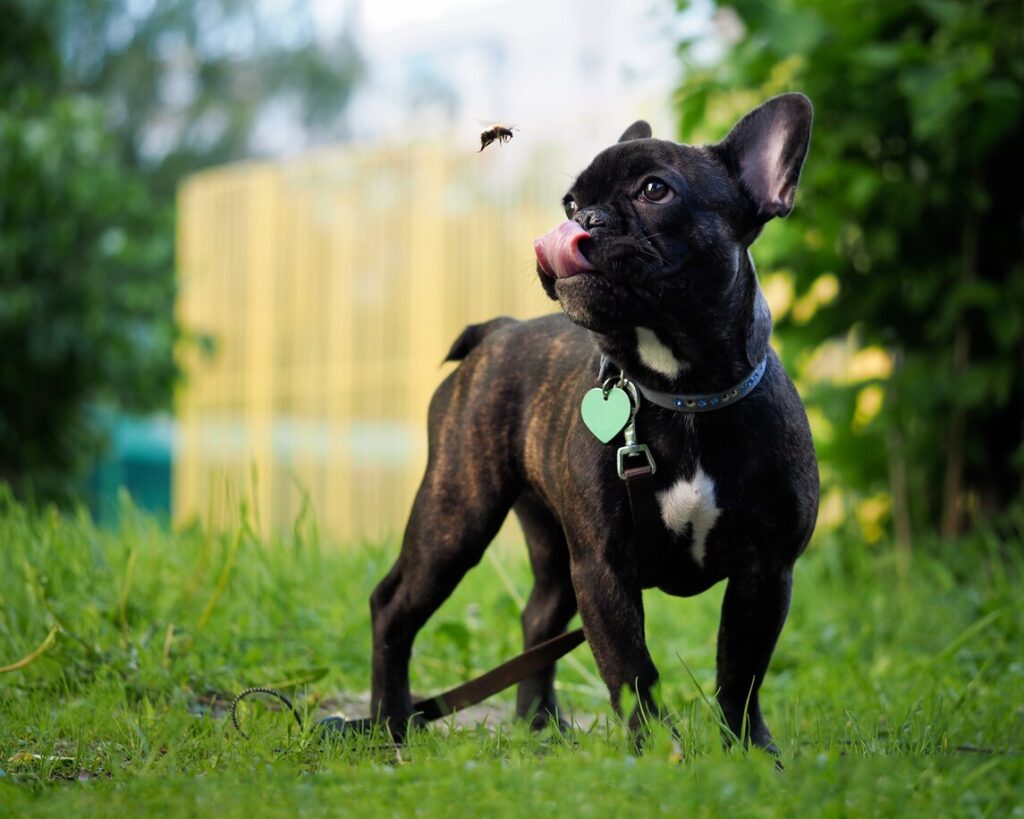 black and brindle french bulldog looking at a flying bee