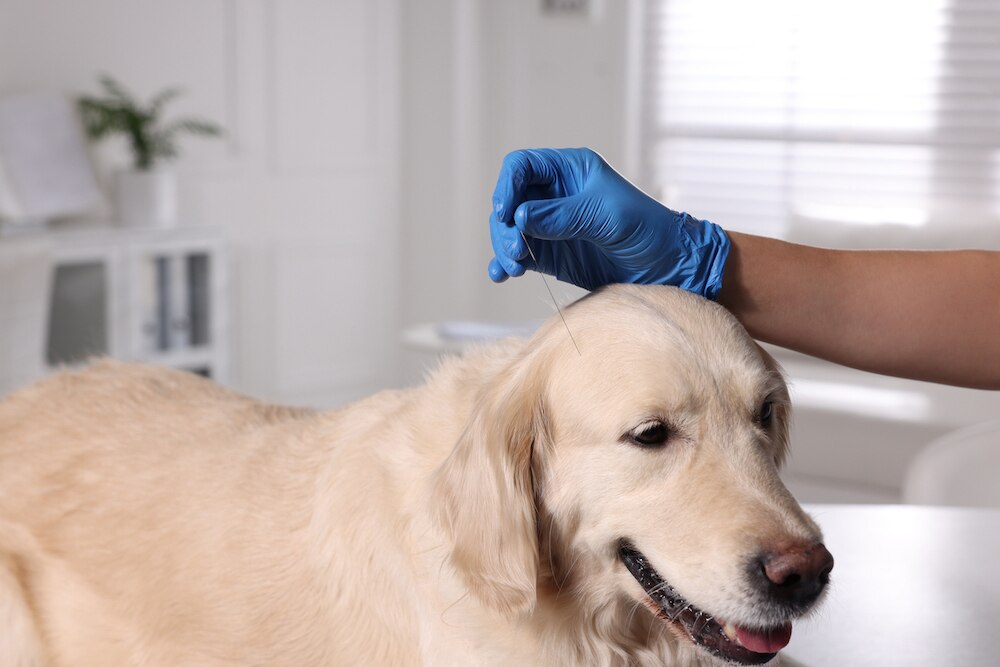 Dog acupuncture