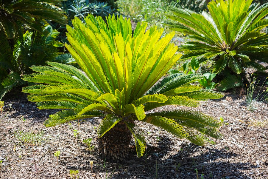 Sago palm
