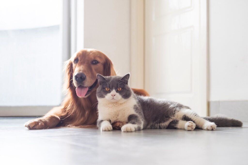 golden-retriever-and-gray-cat-lying-on-floor