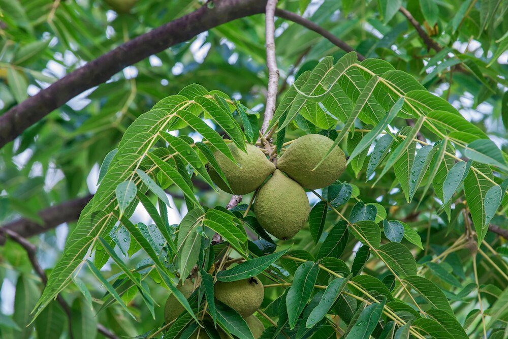 Black walnut tree