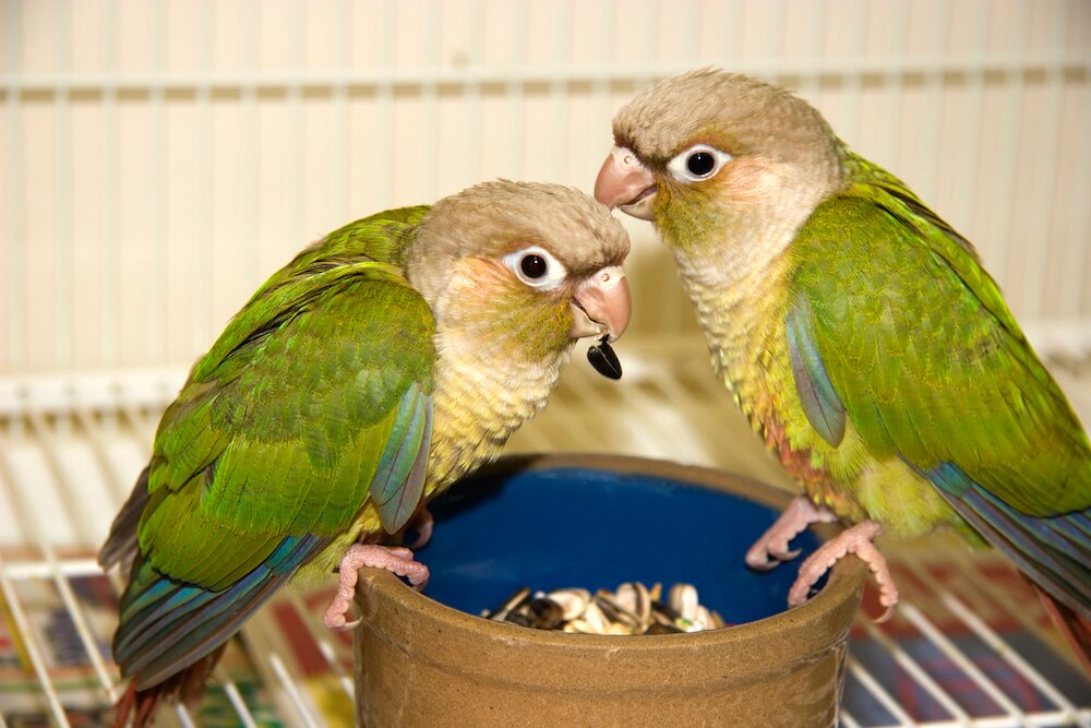 Green conures