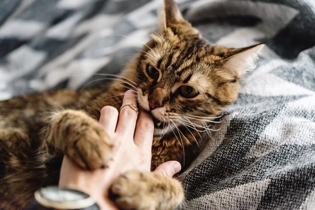 long-hair brown tabby cat biting a person's hand