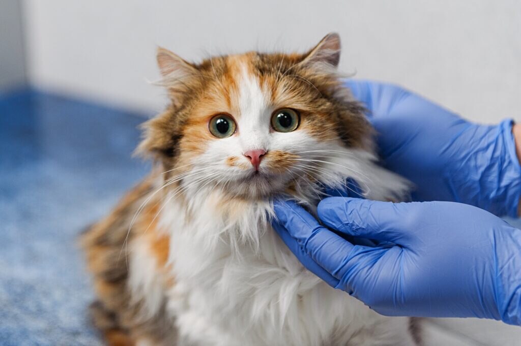 long-haired calico cat at the vet being examined with a stethoscope