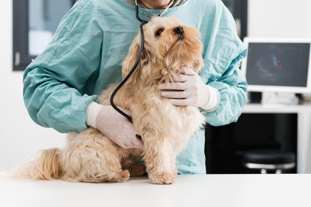 veterinarian listening to a scruffy dog's heart
