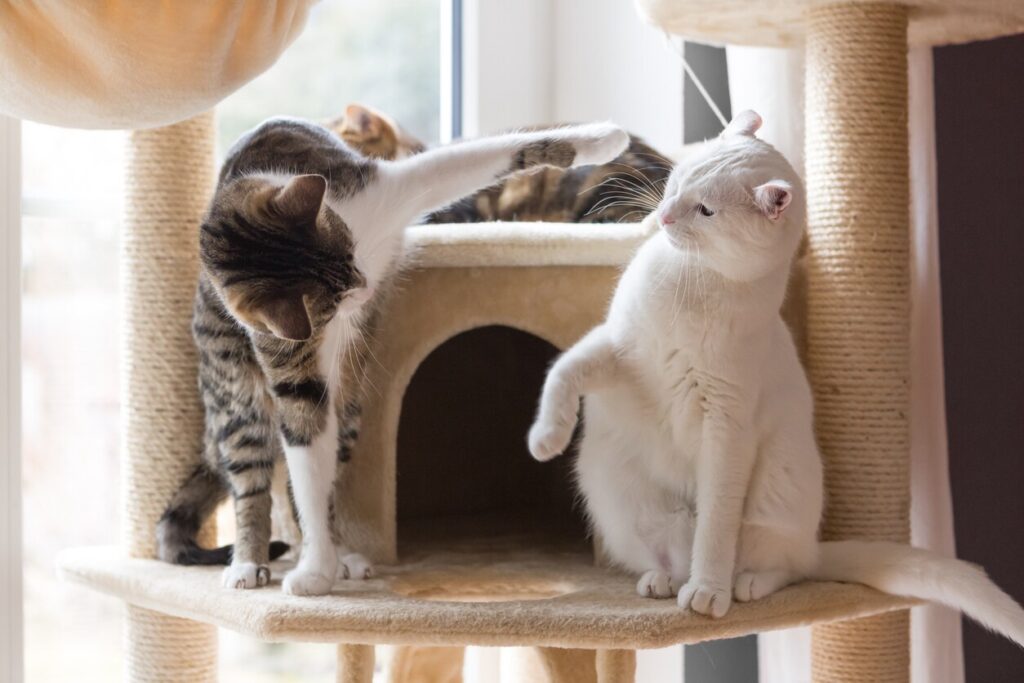 two cats on a cat tree fighting