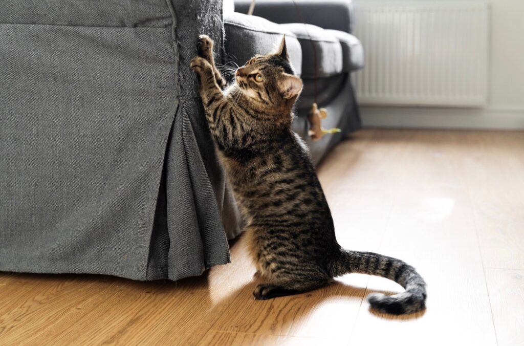 brown tabby cat scratching a gray couch