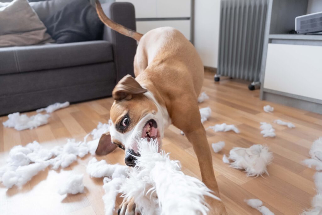 brown and white dog tearing stuffing out of a pillow