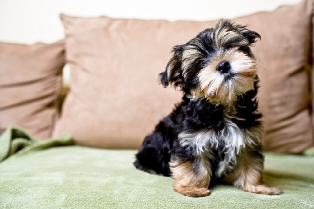 tiny black and tan puppy sitting on a couch