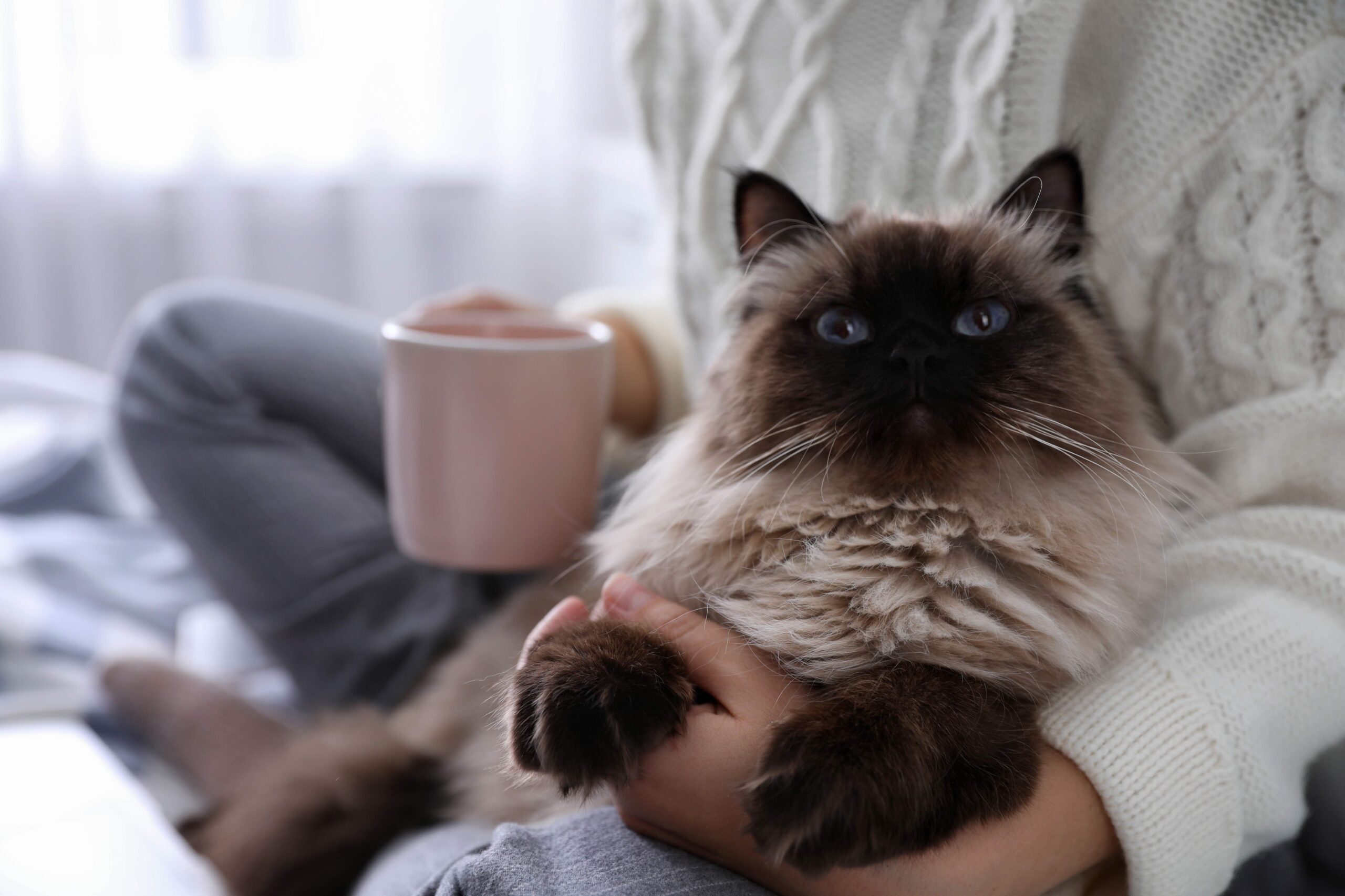 longhaired balinese cat snuggling with a woman