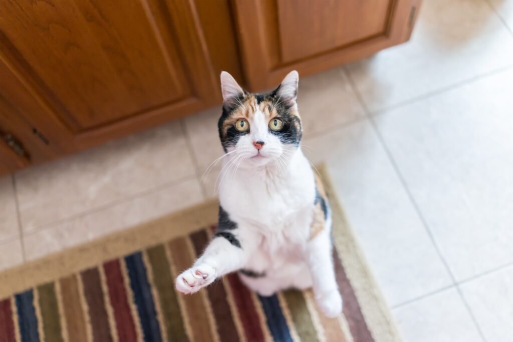 calico cat standing on her back paws looking up to ask for food