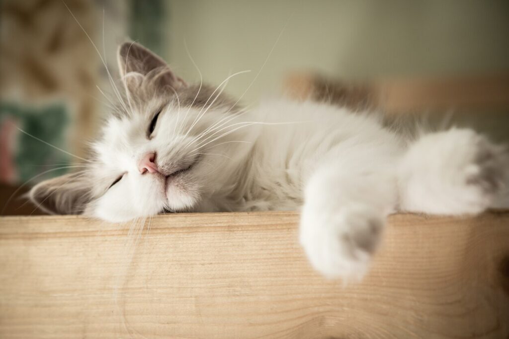 Calm cat