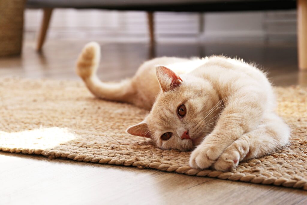orange cat stretched out on the floor