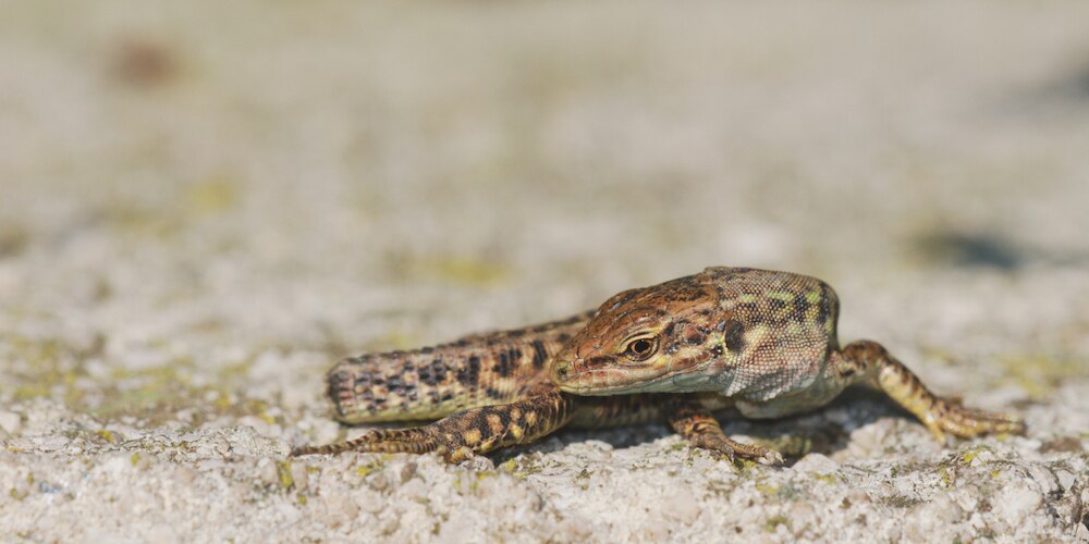 Lizard with no tail