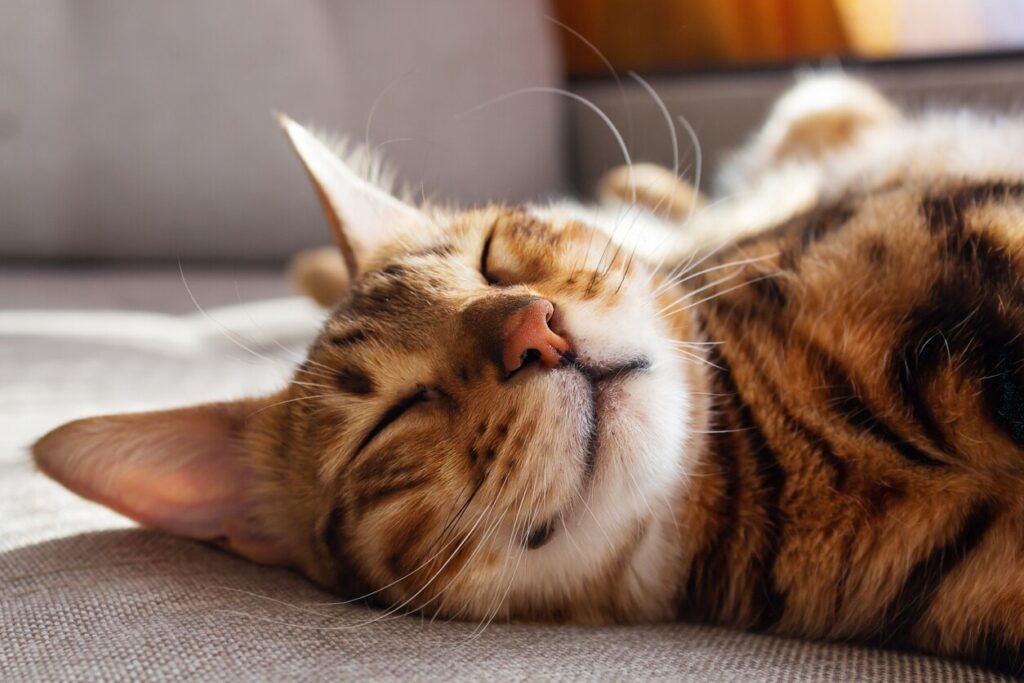 cat-smiling-laying-on-floor
