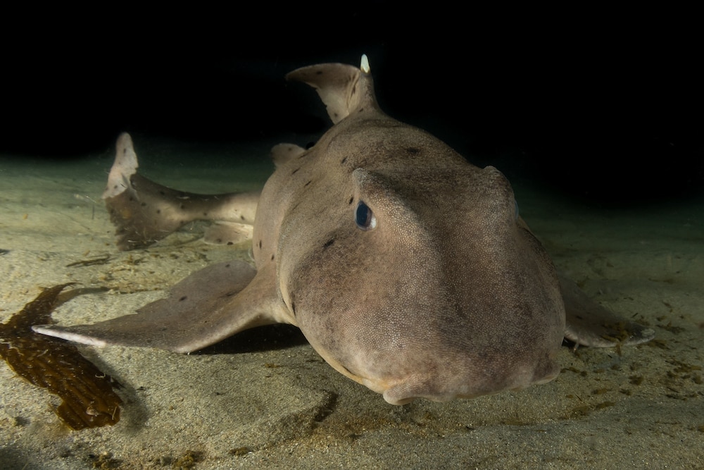 Horn shark