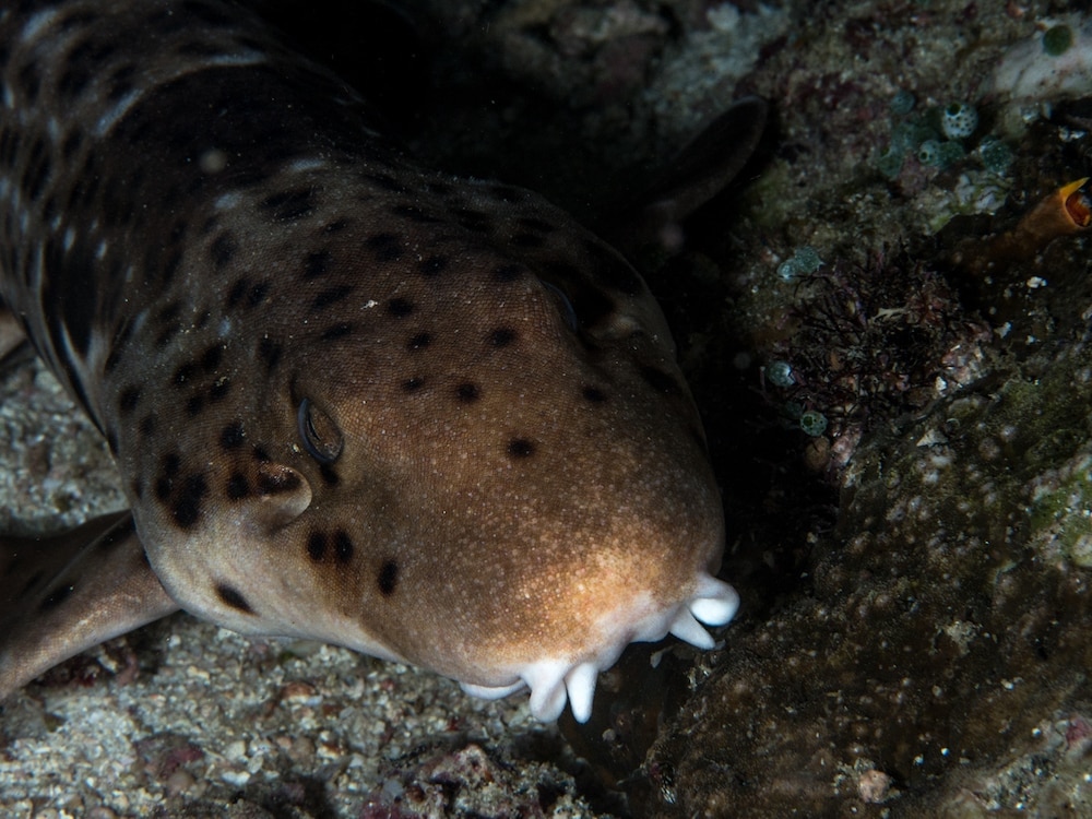 Speckled Carpet Shark