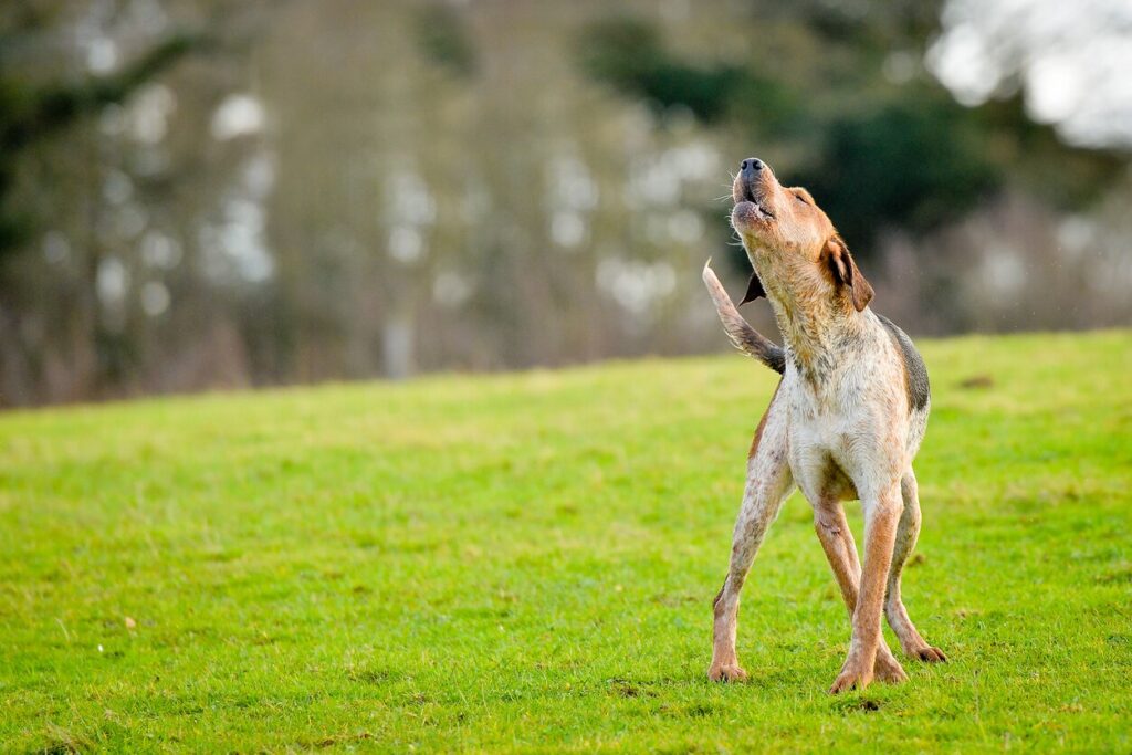 dog-howling-in-grass