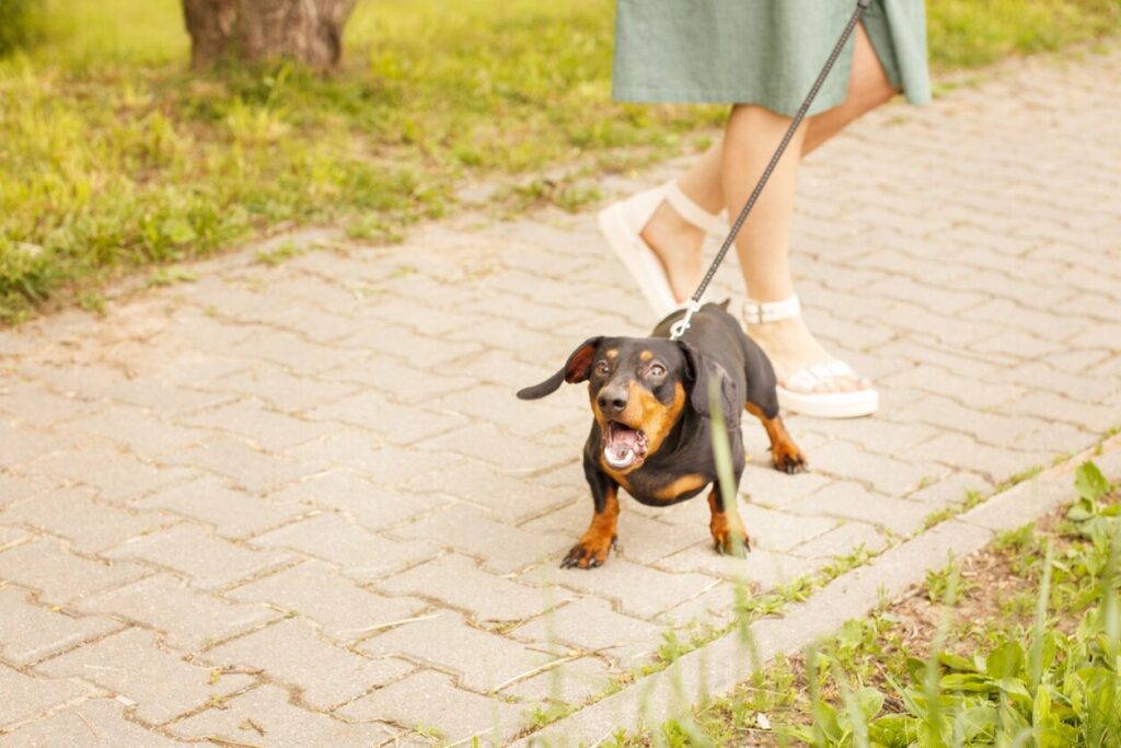 little-dachshund-dog-barking-on-leash