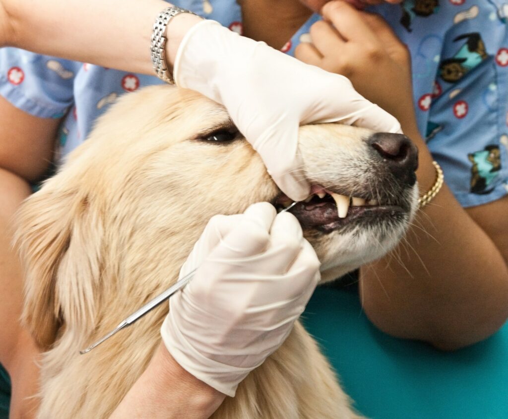 veterinarian looking at a golden retriever's teeth and using a tool
