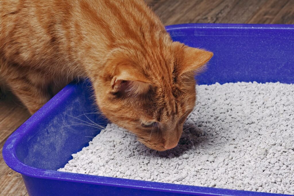 ginger-cat-sniffing-litter-in-litterbox